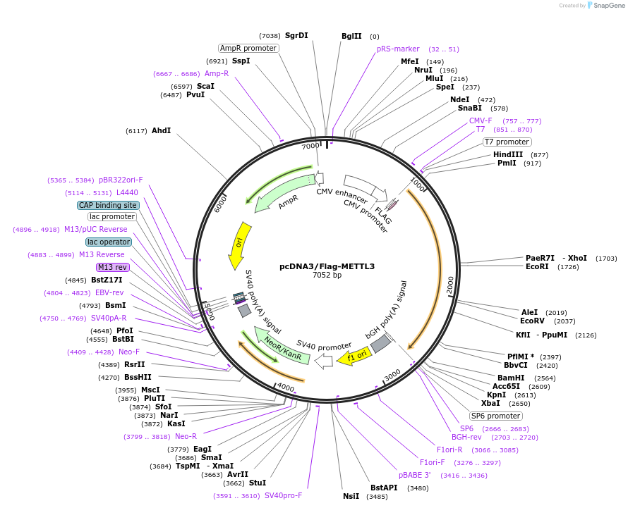 53739-plasmid-map-sequence-id-208800