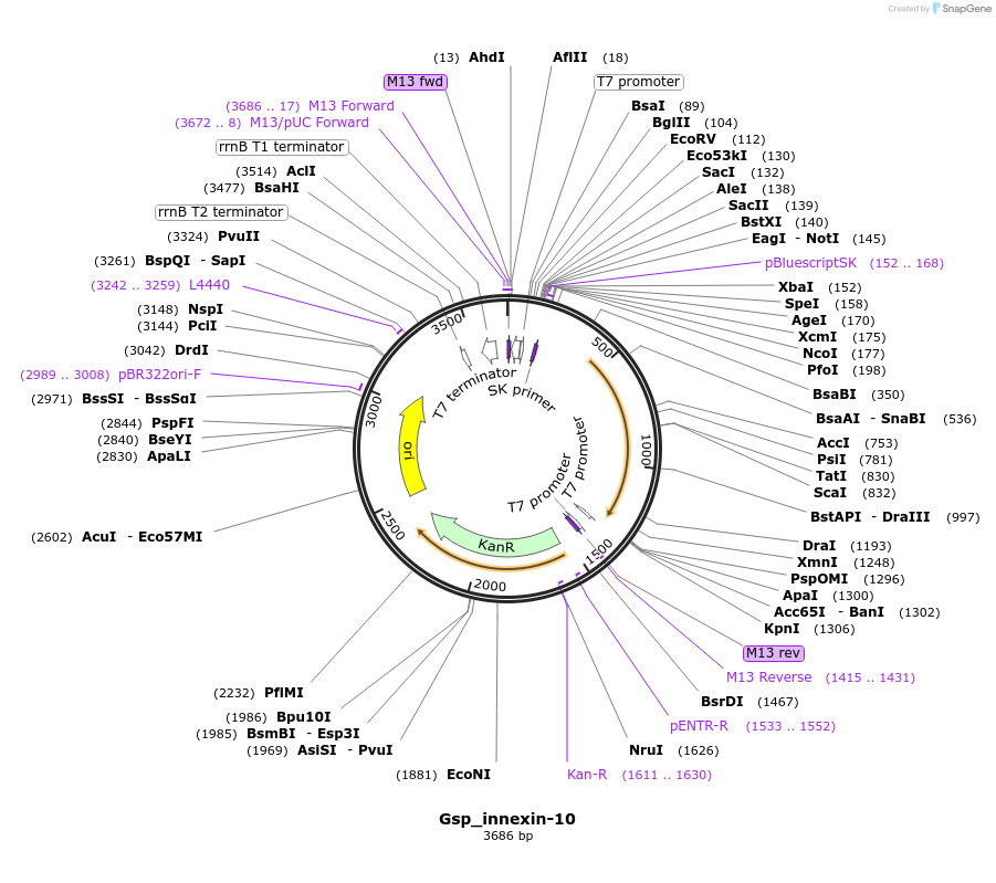 107621-plasmid-map-sequence-id-208801