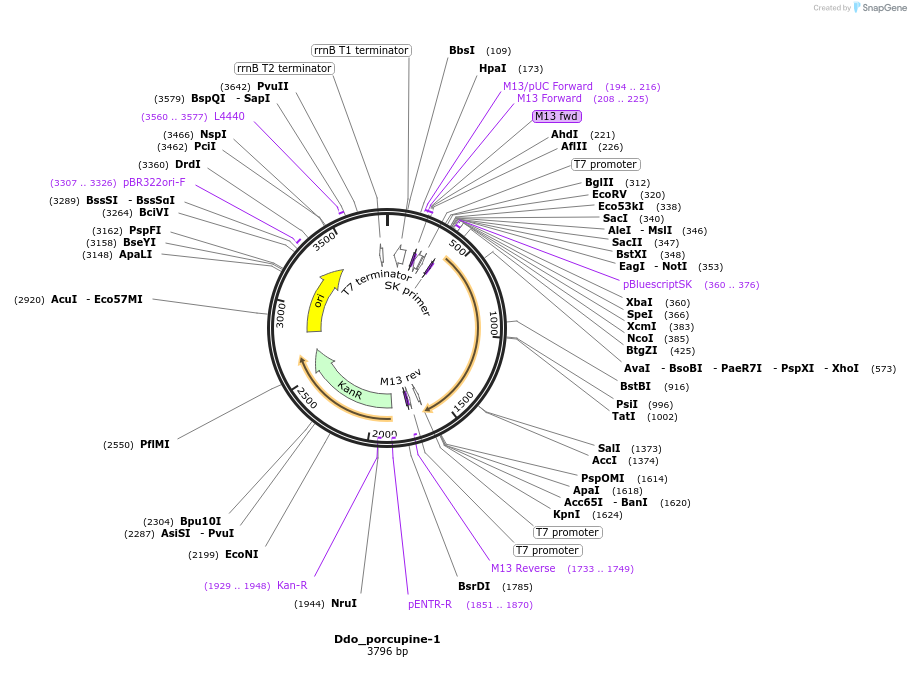 107631-plasmid-map-sequence-id-208802