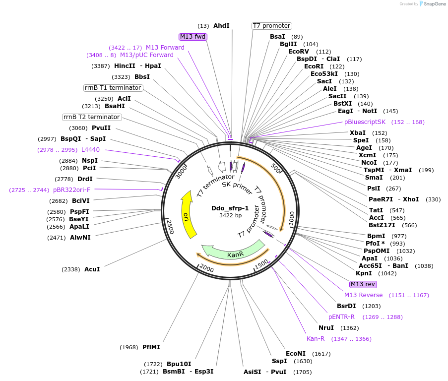 107637-plasmid-map-sequence-id-208829