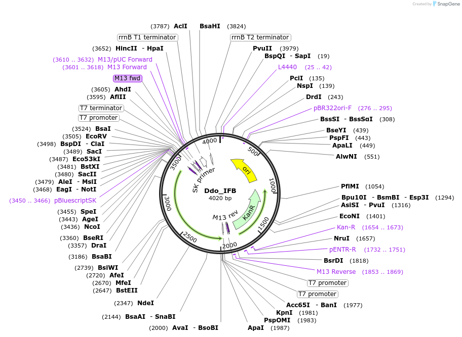 107638-plasmid-map-sequence-id-208830