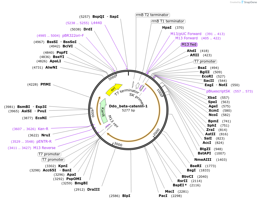 107639-plasmid-map-sequence-id-208831