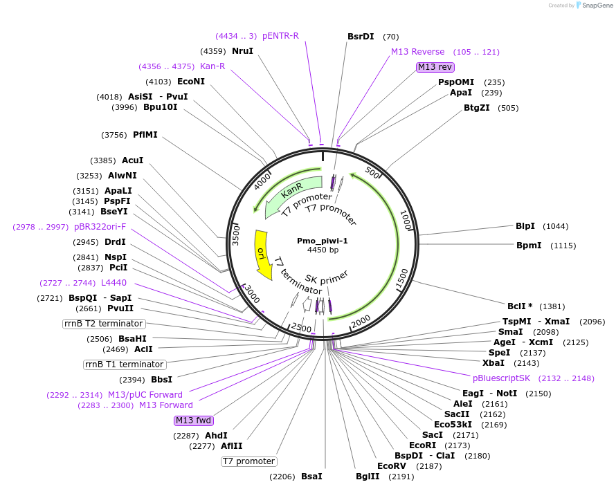 107640-plasmid-map-sequence-id-208832
