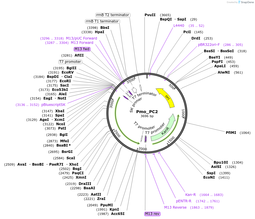 107641-plasmid-map-sequence-id-208833