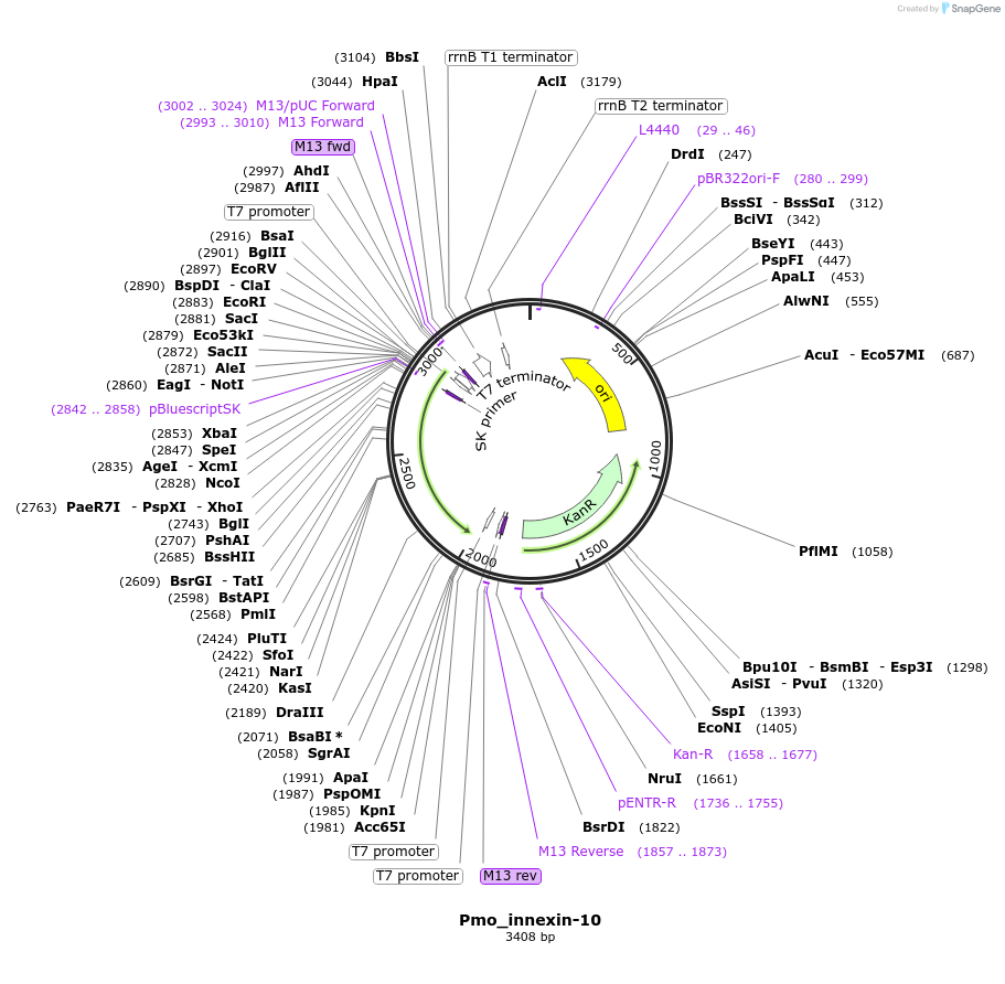 107645-plasmid-map-sequence-id-208835