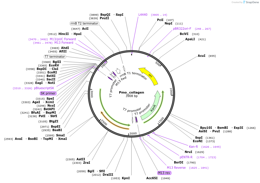 107646-plasmid-map-sequence-id-208836