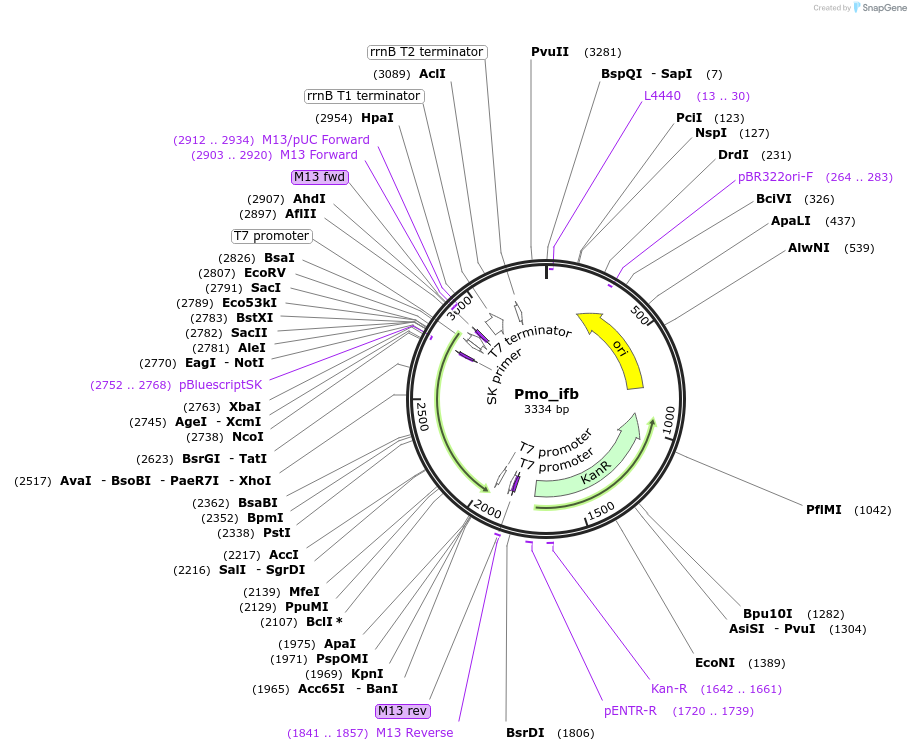 107647-plasmid-map-sequence-id-208837