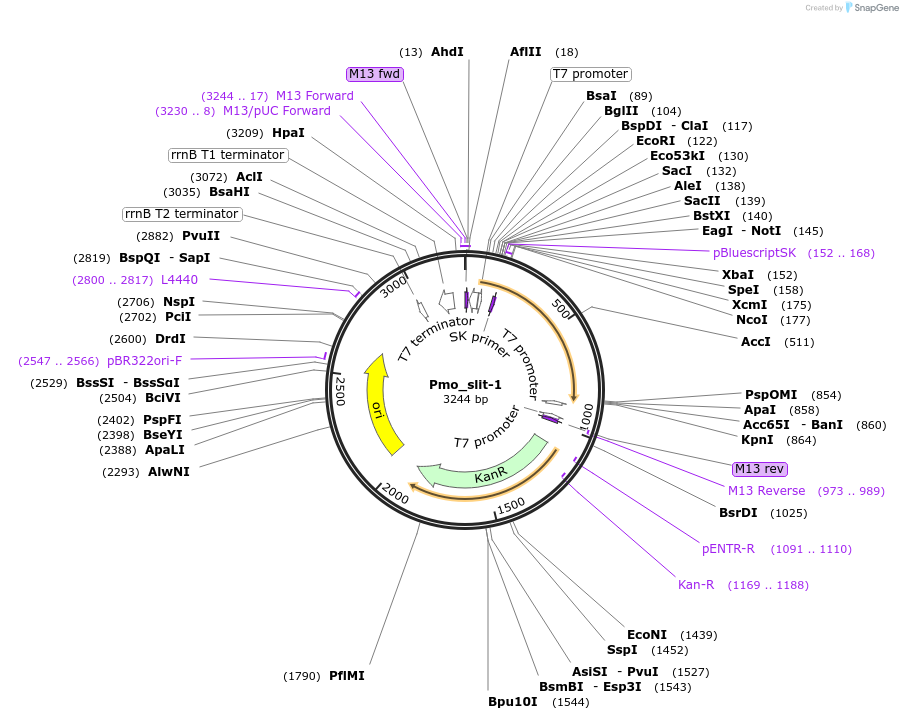 107648-plasmid-map-sequence-id-208838