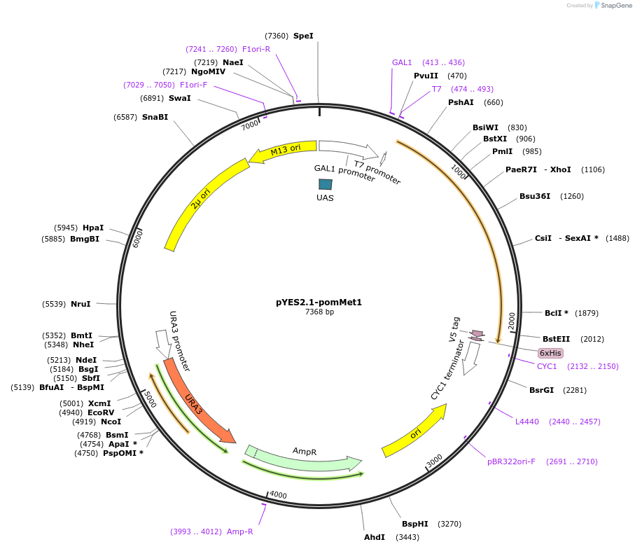 107444-plasmid-map-sequence-id-208846