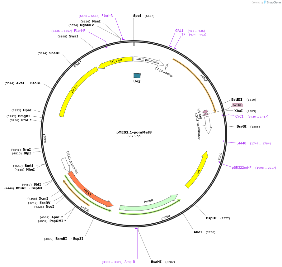 107449-plasmid-map-sequence-id-208850