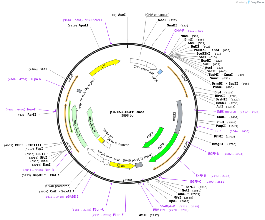 12193-plasmid-map-sequence-id-208851