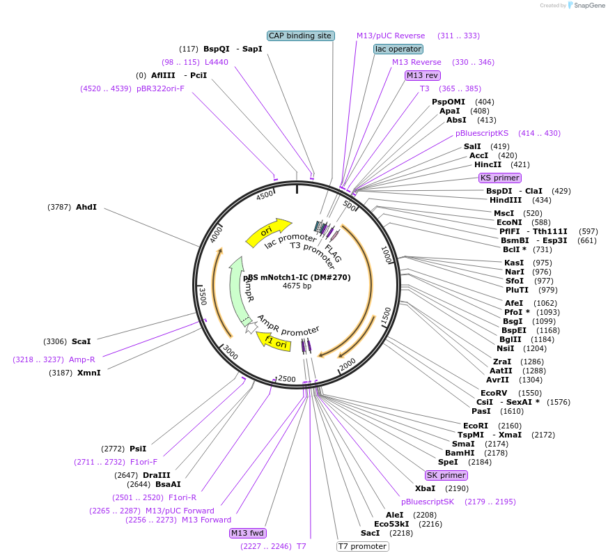 15079-plasmid-map-sequence-id-208856