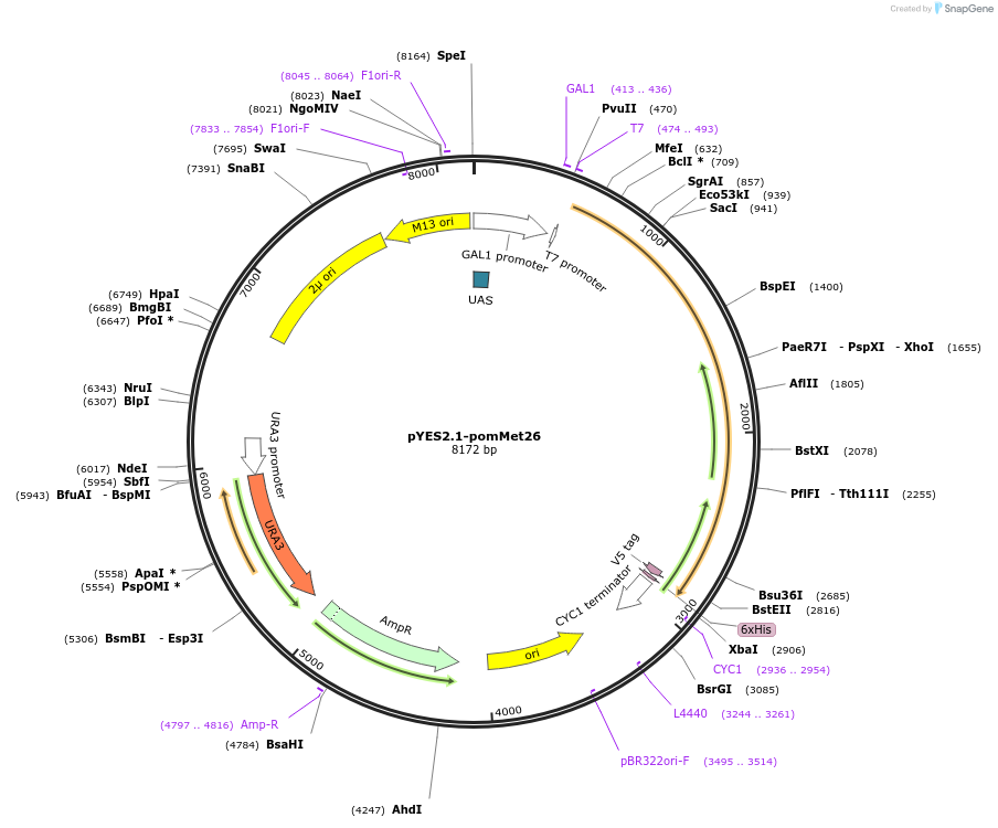 107448-plasmid-map-sequence-id-208869
