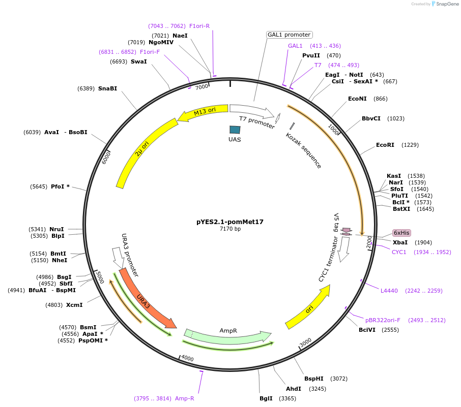 107453-plasmid-map-sequence-id-208876