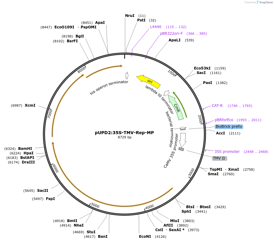106217-plasmid-map-sequence-id-208883