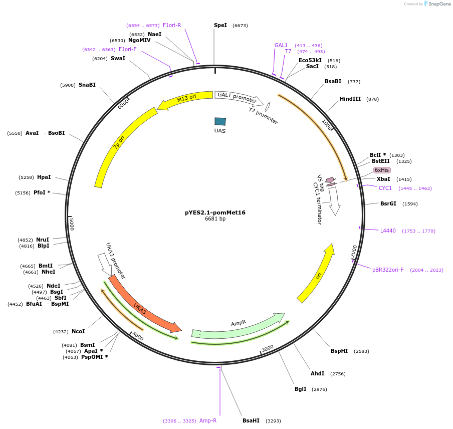 107452-plasmid-map-sequence-id-208887