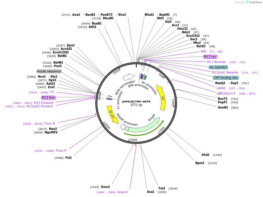 106218-plasmid-map-sequence-id-208888