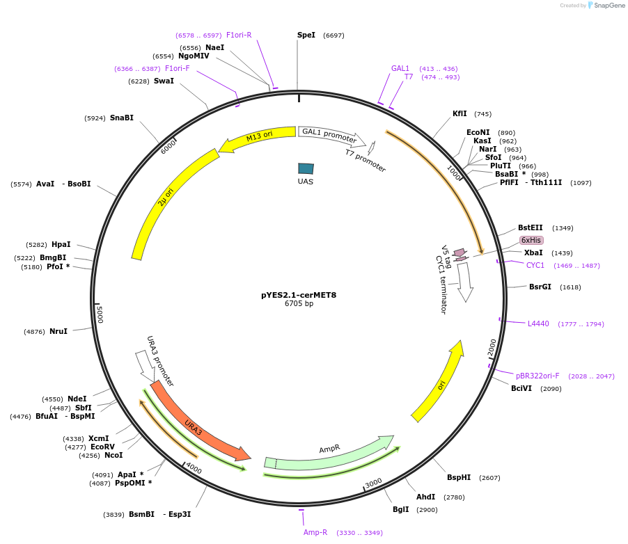 107439-plasmid-map-sequence-id-208890