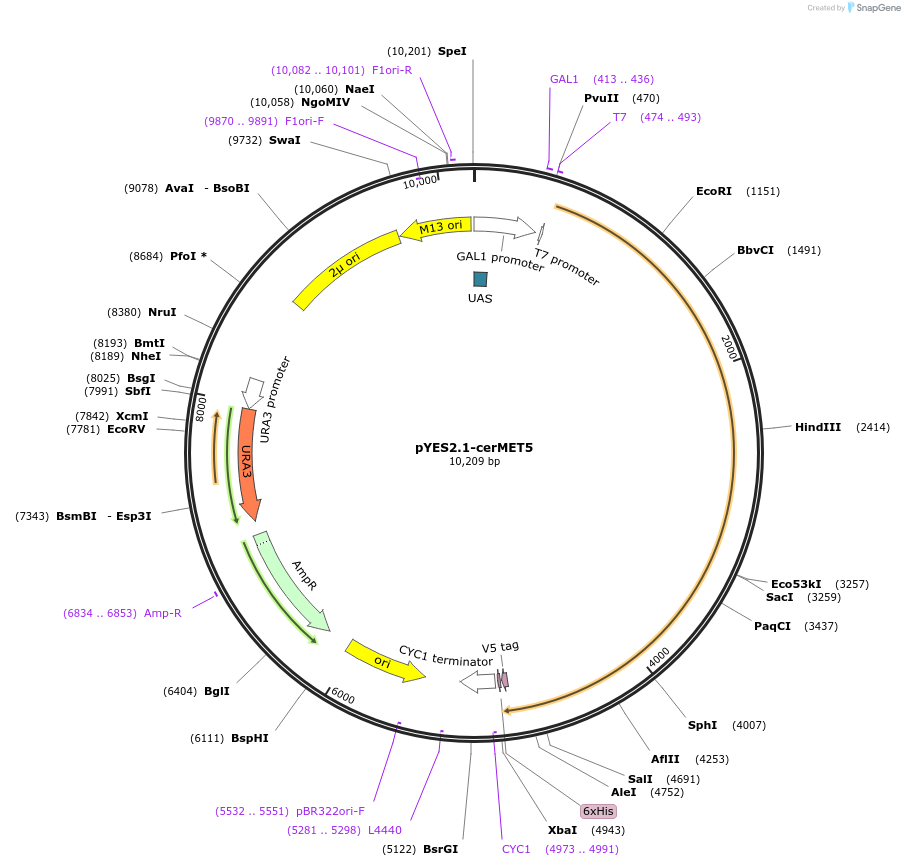 107437-plasmid-map-sequence-id-208919