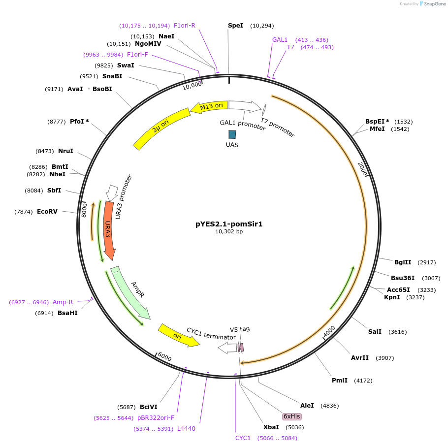 107447-plasmid-map-sequence-id-208920