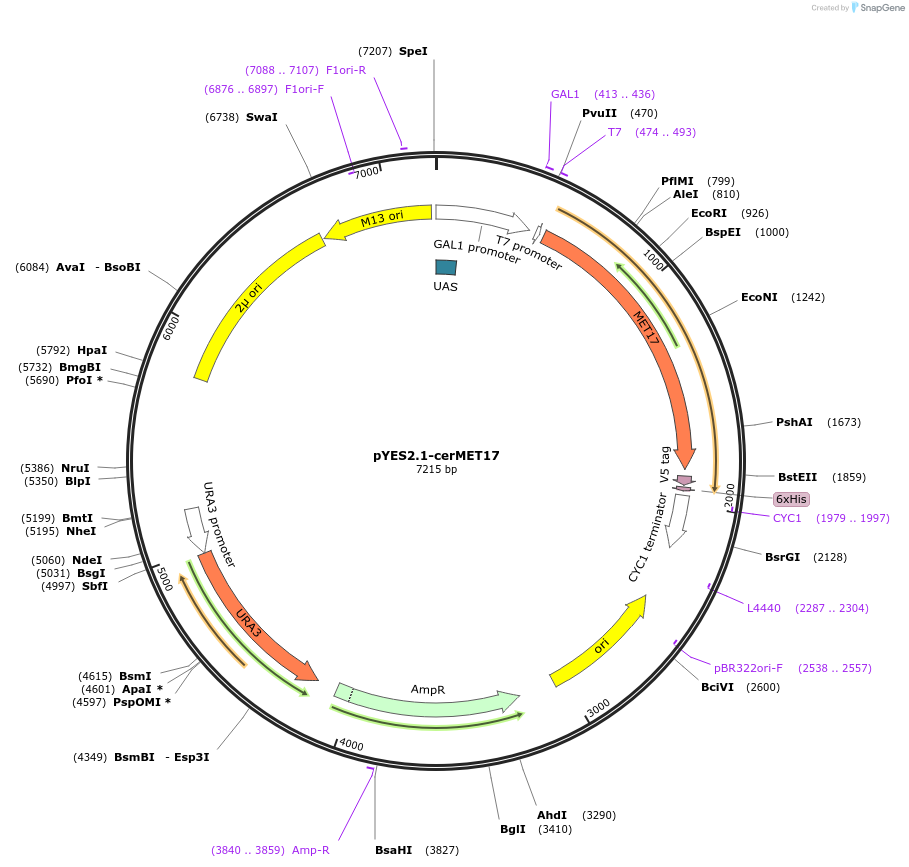 107443-plasmid-map-sequence-id-208921