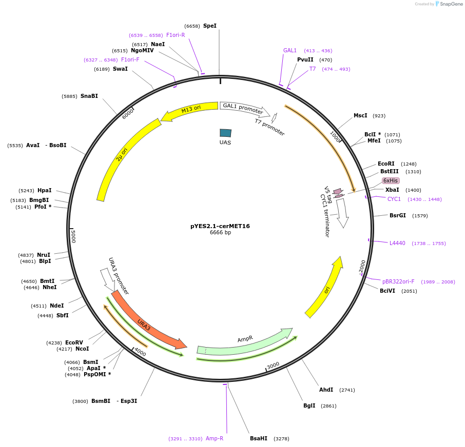 107442-plasmid-map-sequence-id-208922