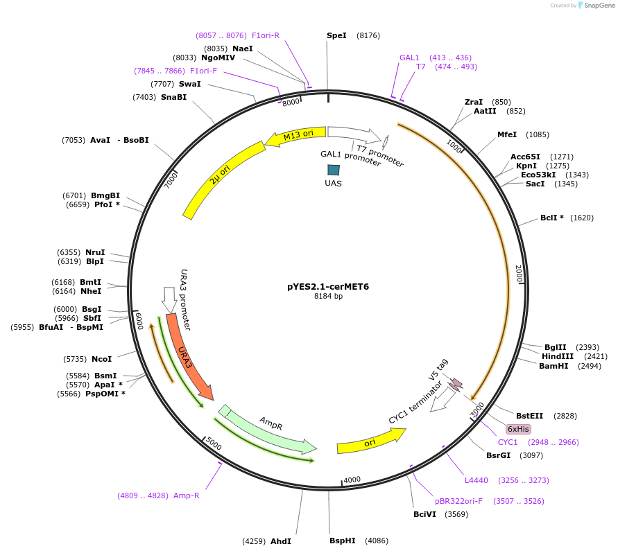 107438-plasmid-map-sequence-id-208923