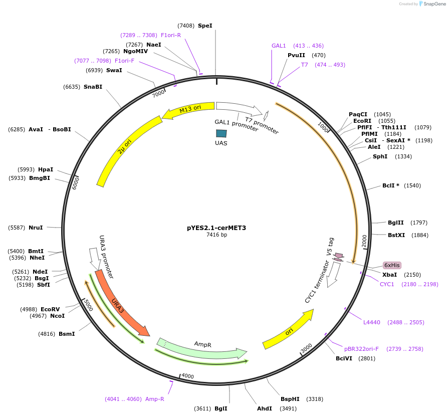 107436-plasmid-map-sequence-id-208924