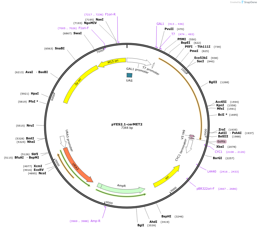 107435-plasmid-map-sequence-id-208926