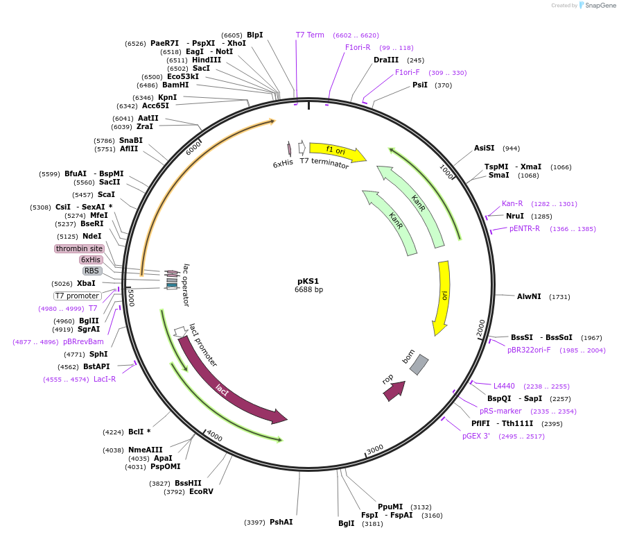84079-plasmid-map-sequence-id-208927