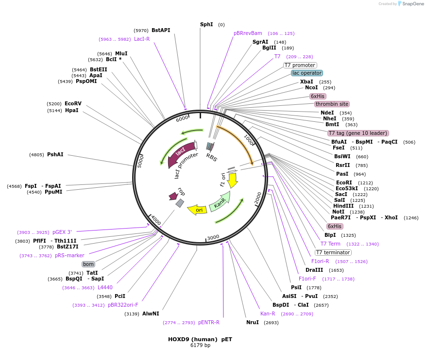 8570-plasmid-map-sequence-id-208949