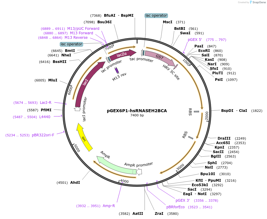 108692-plasmid-map-sequence-id-208976