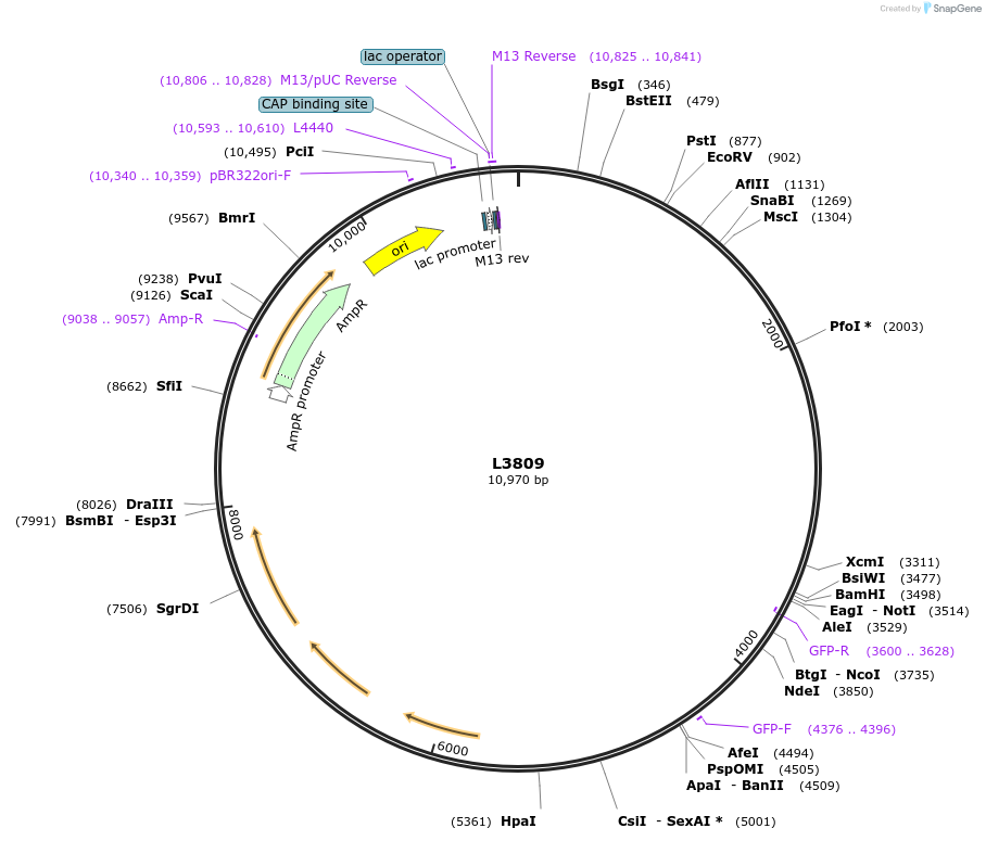 1599-plasmid-map-sequence-id-209