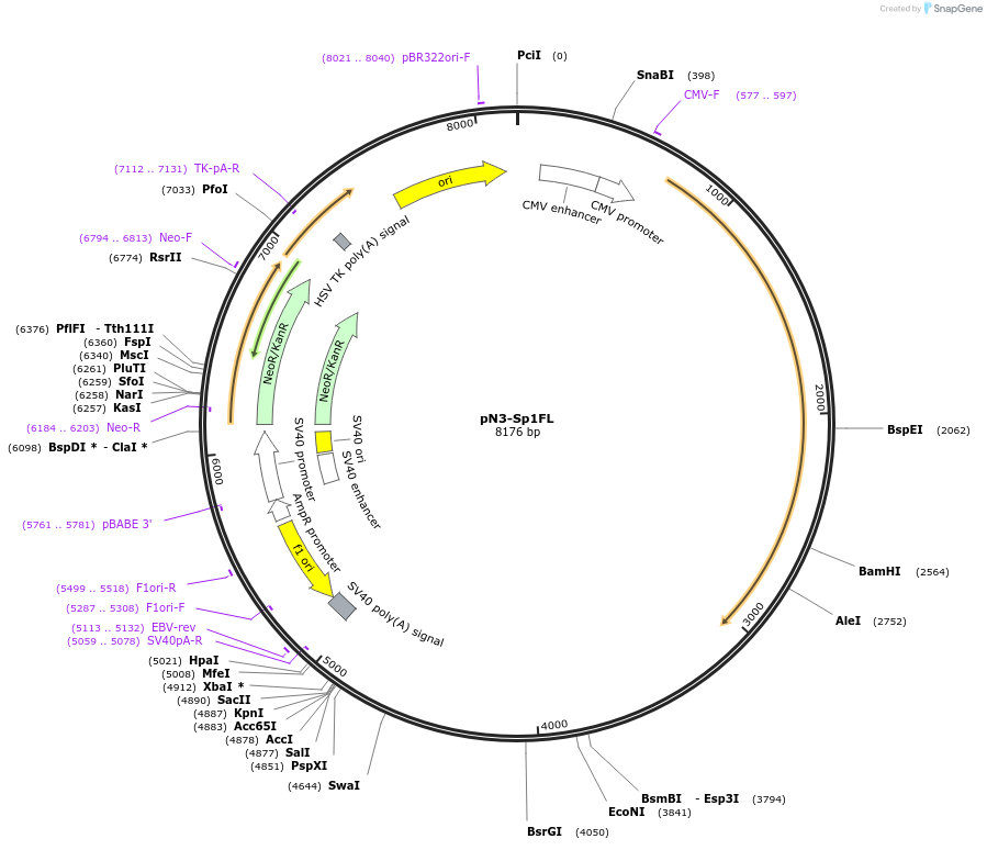 24543-plasmid-map-sequence-id-209002