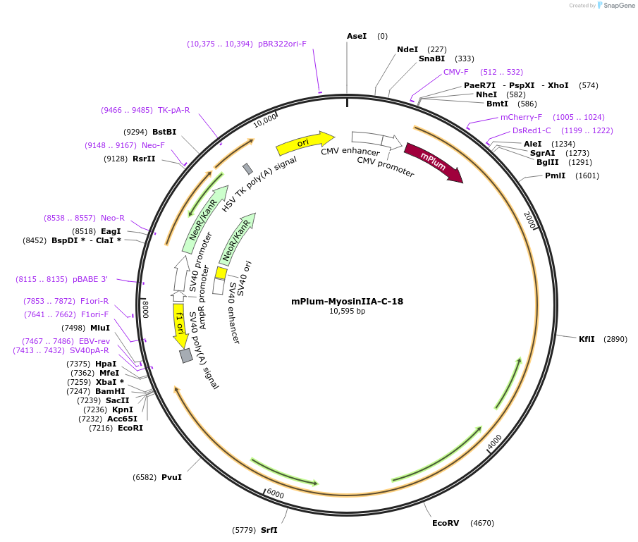 55989-plasmid-map-sequence-id-209005