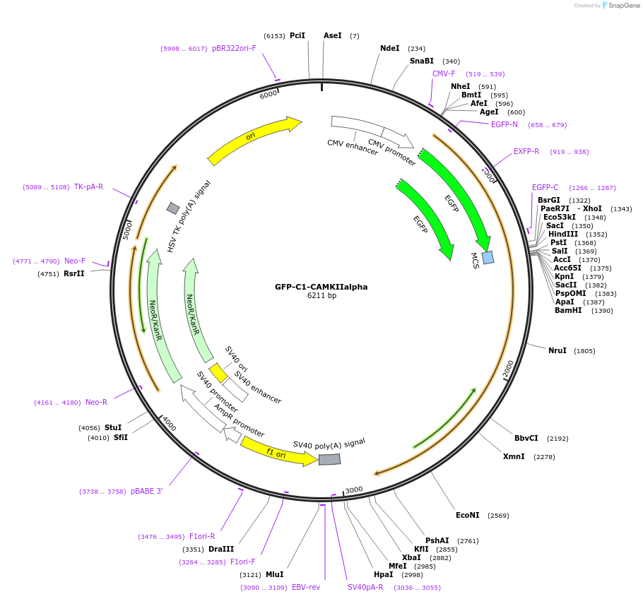 21226-plasmid-map-sequence-id-209008