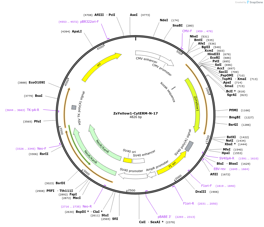 56342-plasmid-map-sequence-id-209012