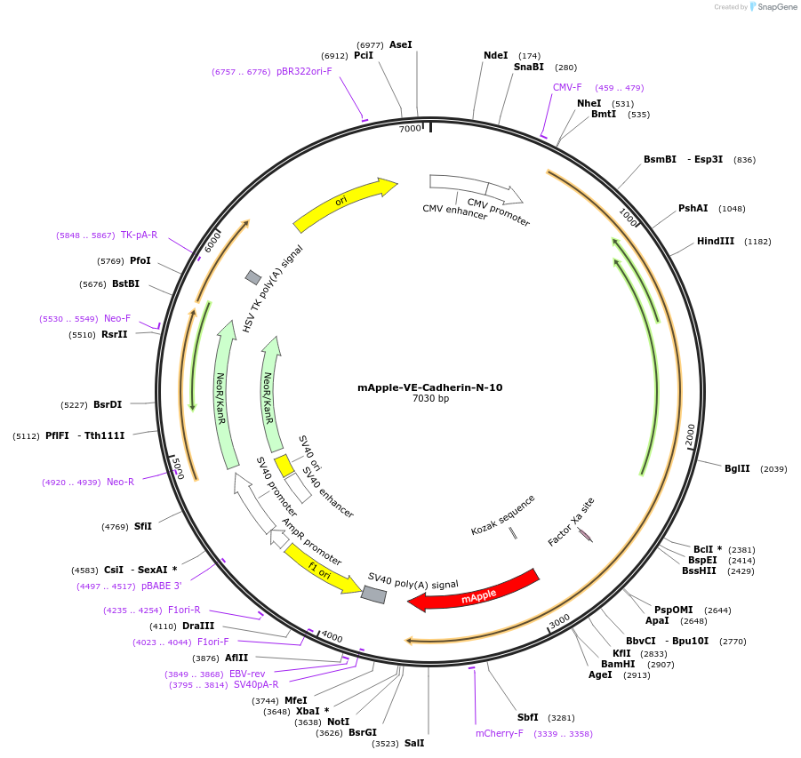 54959-plasmid-map-sequence-id-209018