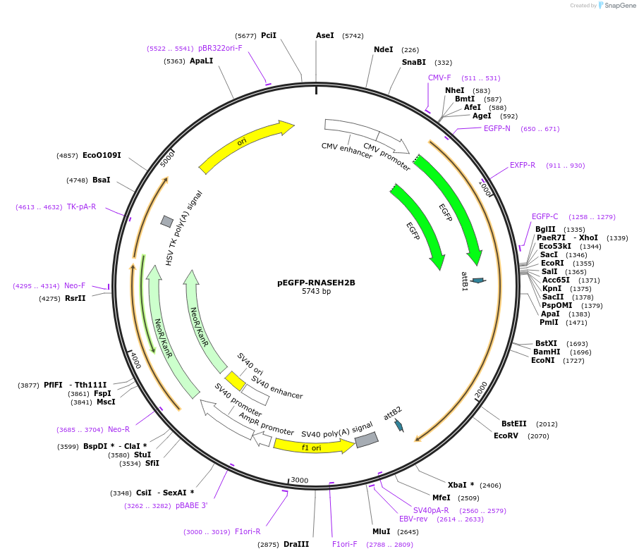 108697-plasmid-map-sequence-id-209020