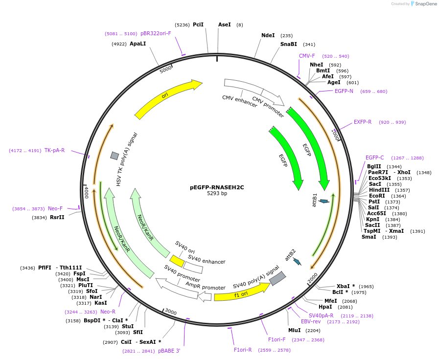 108698-plasmid-map-sequence-id-209034