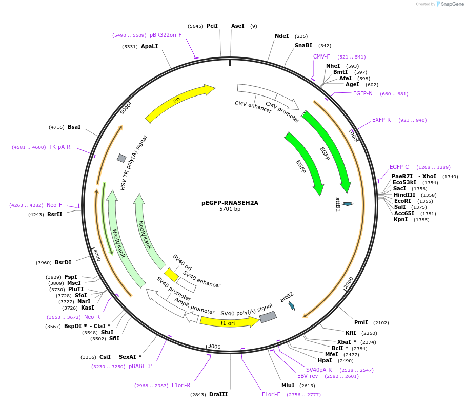 108700-plasmid-map-sequence-id-209035
