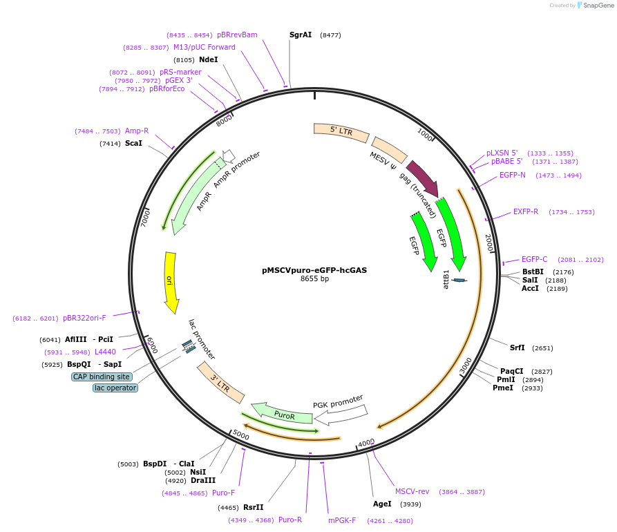 108674-plasmid-map-sequence-id-209036