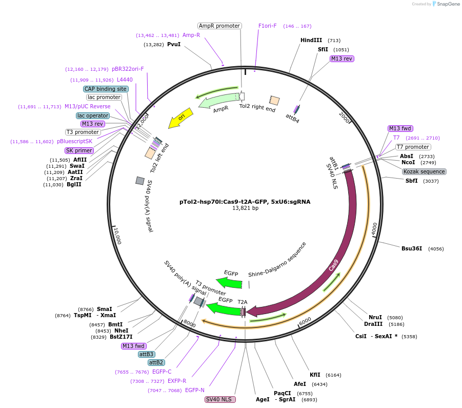 108871-plasmid-map-sequence-id-209040