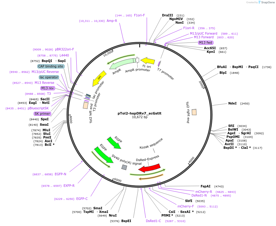 108870-plasmid-map-sequence-id-209042