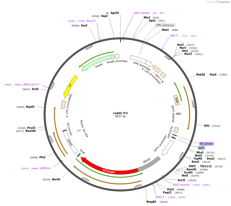 27343-plasmid-map-sequence-id-209079