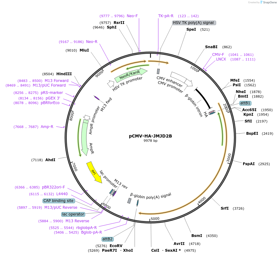 24181-plasmid-map-sequence-id-209081