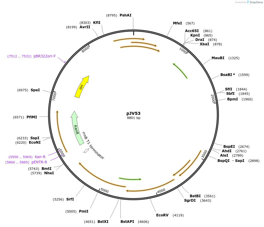26904-plasmid-map-sequence-id-209088