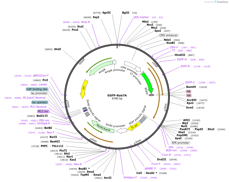 28047-plasmid-map-sequence-id-209124
