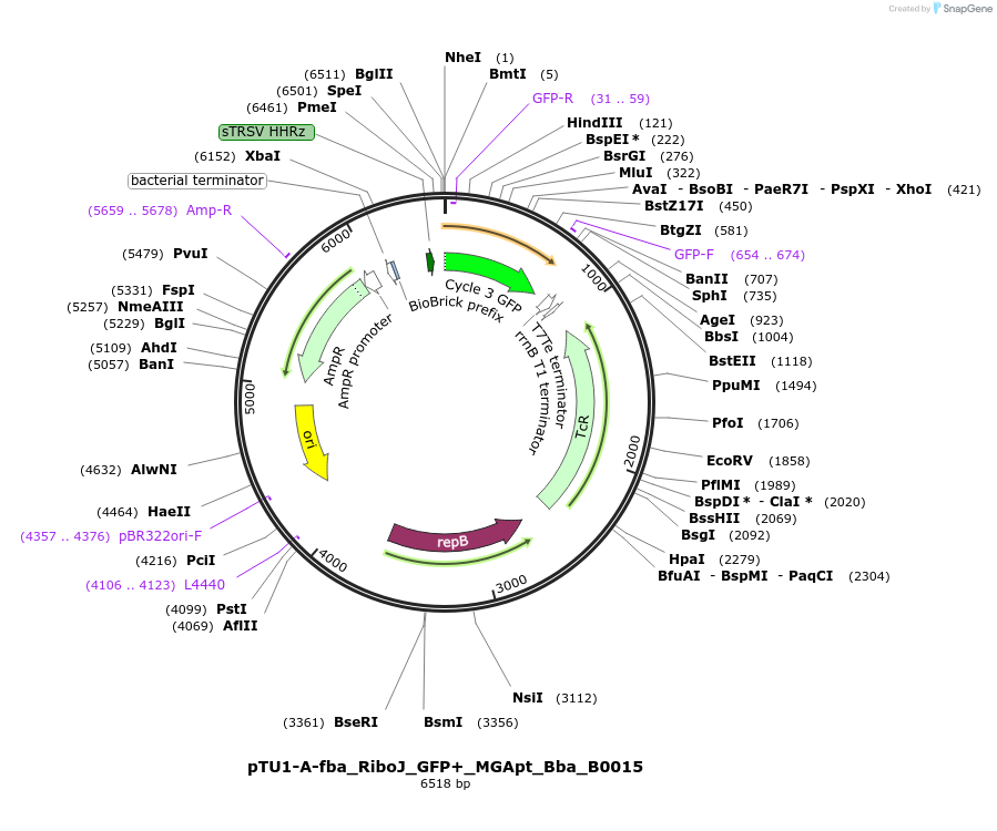 107582-plasmid-map-sequence-id-209150