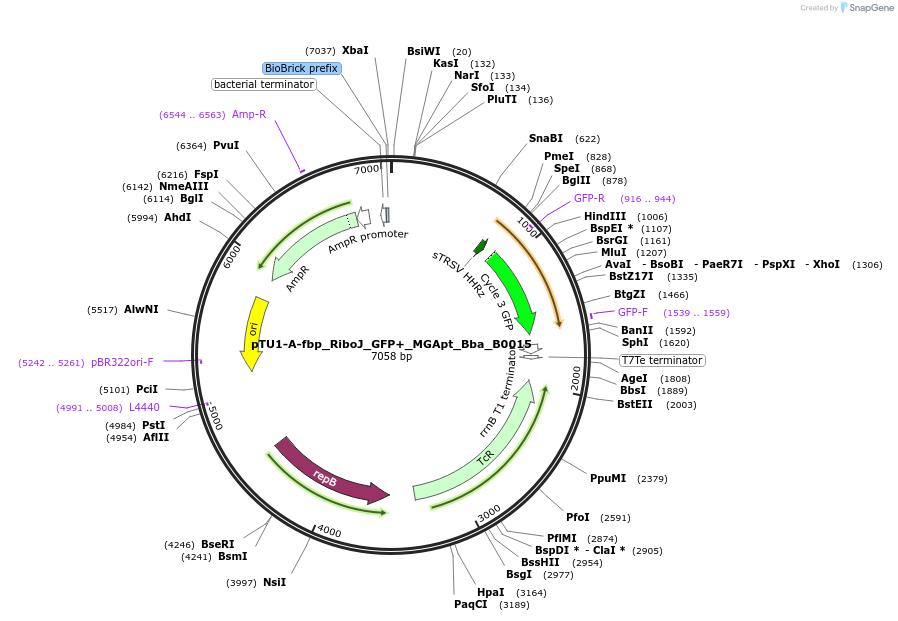 107578-plasmid-map-sequence-id-209151